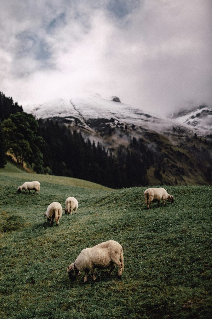 Merinosauer foran et stort fjell i New Zealand. Det er tåke over fjellet.