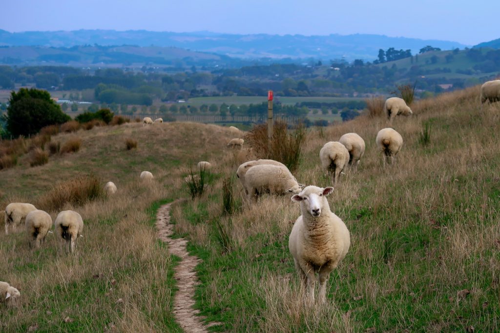 Merinosauer på New Zealand, som beiter på strå i en utmark