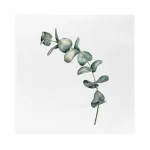 Serviett coctail, eucalyptus